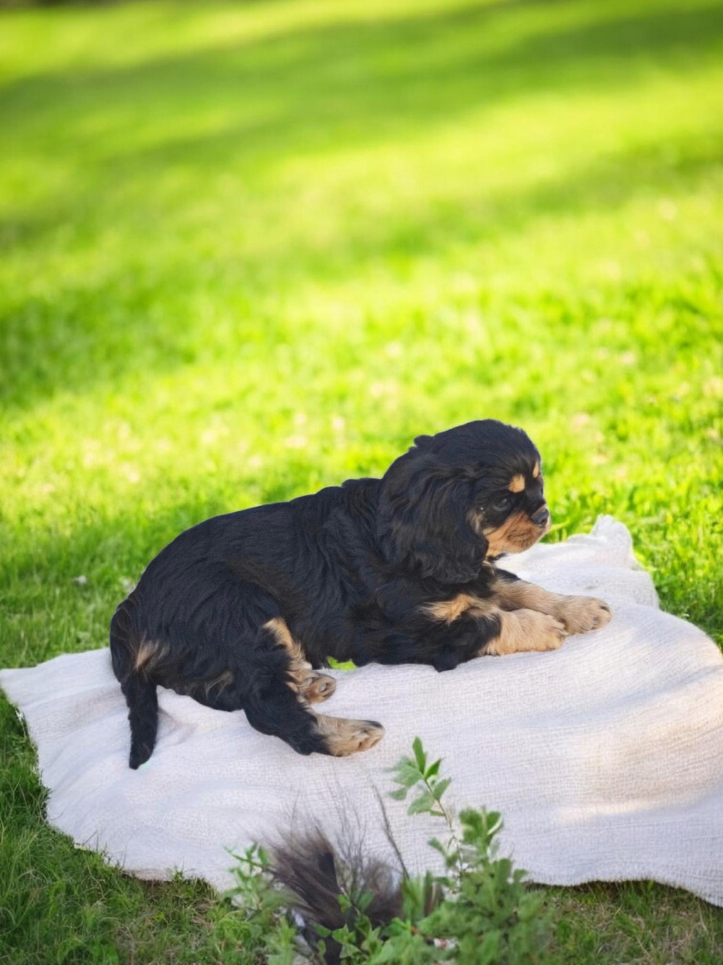 des heritiers de spartacus - Chiots disponibles - Cavalier King Charles Spaniel