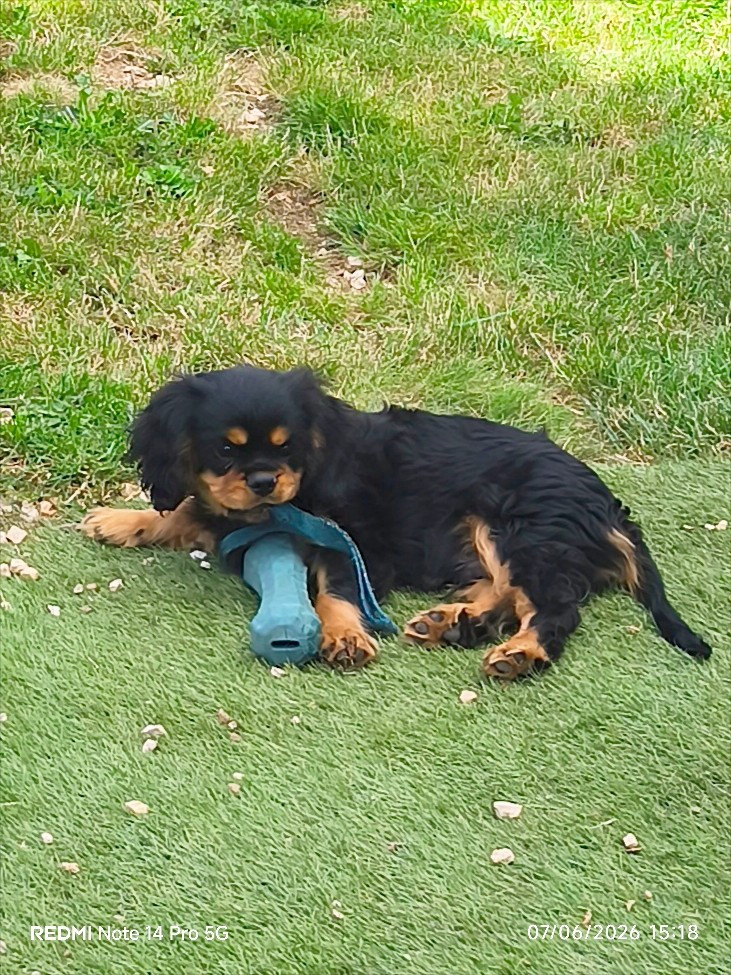 des heritiers de spartacus - Chiots disponibles - Cavalier King Charles Spaniel