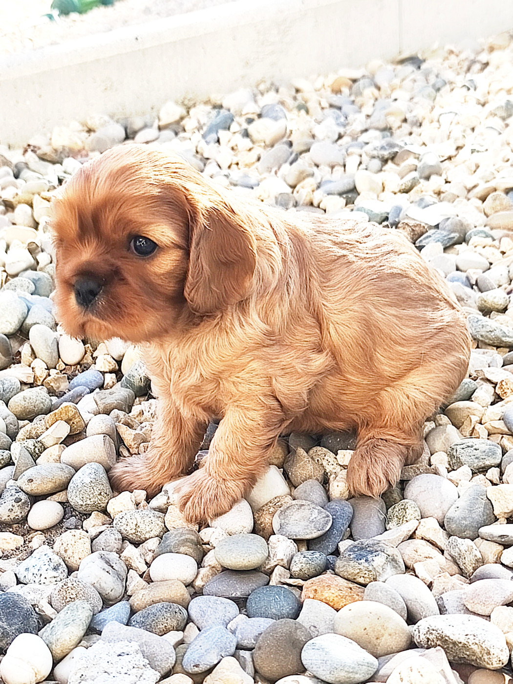 des heritiers de spartacus - Chiots disponibles - Cavalier King Charles Spaniel
