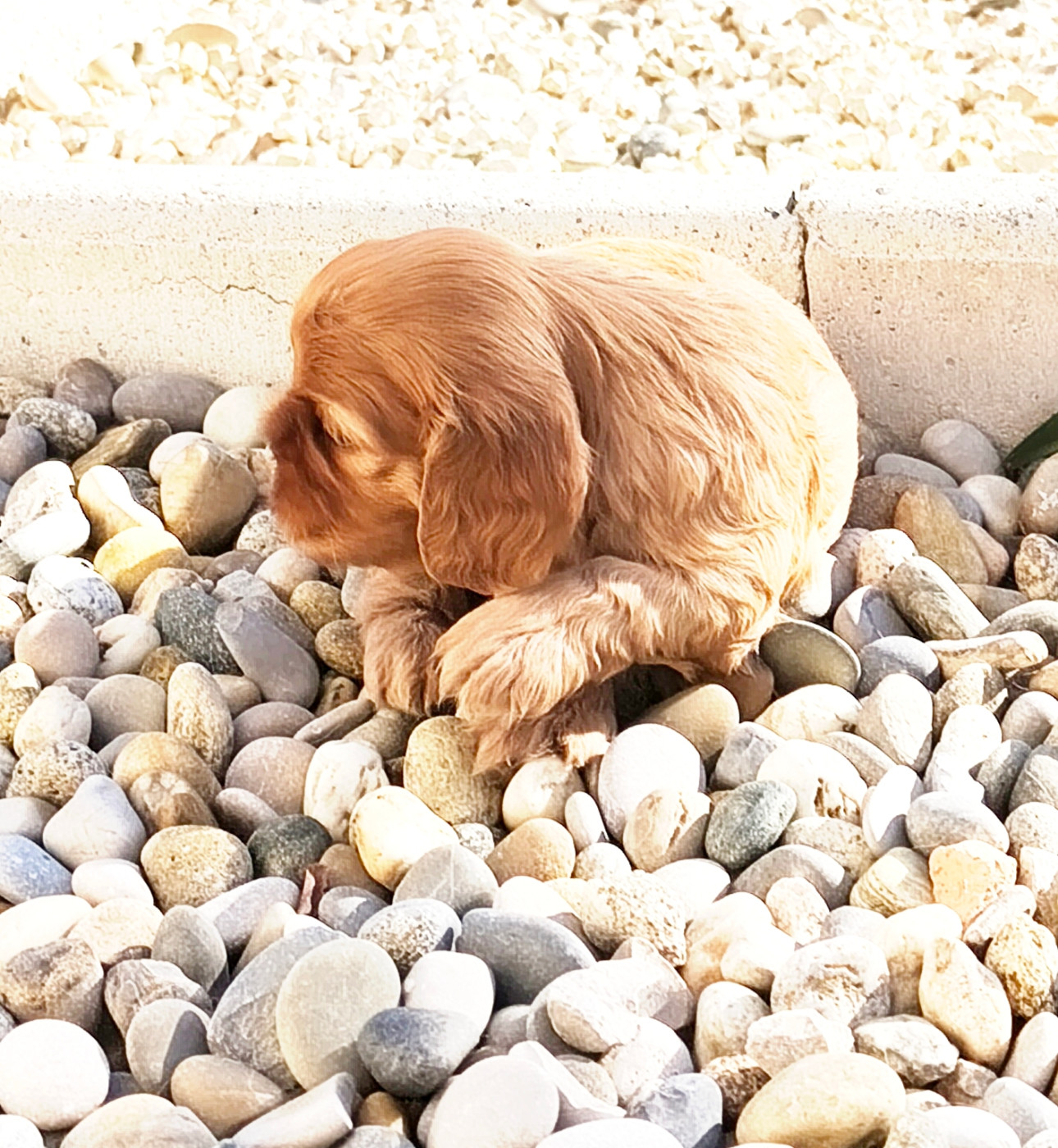 des heritiers de spartacus - Chiots disponibles - Cavalier King Charles Spaniel