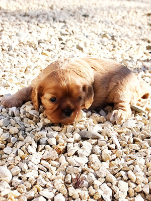CHIOT 1