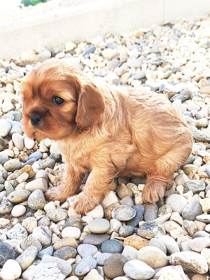 CHIOT 2