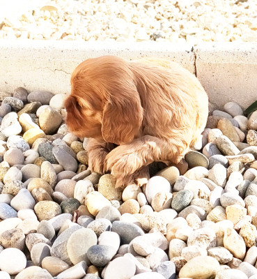 CHIOT 3