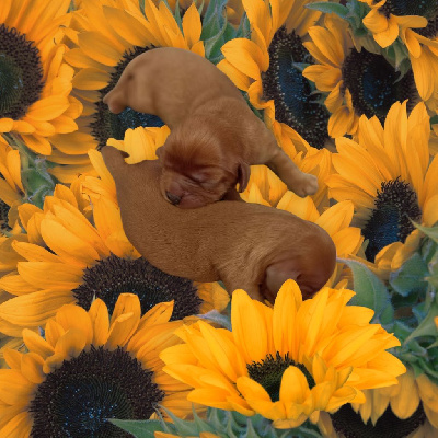 CHIOT