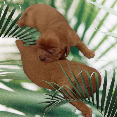 CHIOT